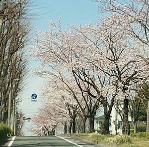 2015桜.jpg