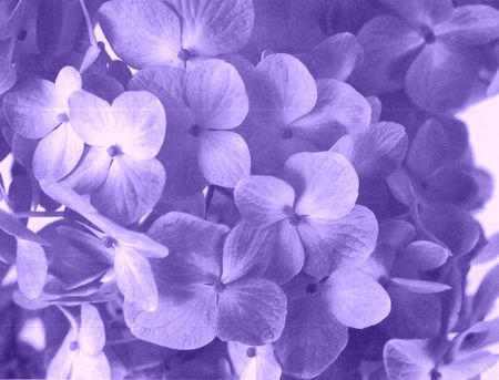 紫陽花(色).jpgのサムネイル画像