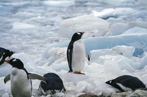 南極（ペンギン）.jpg