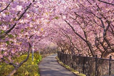 河津桜①.jpg