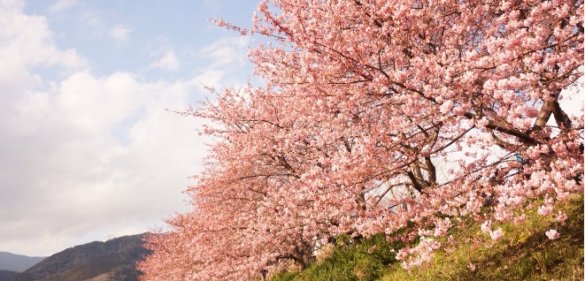 河津桜②.jpg