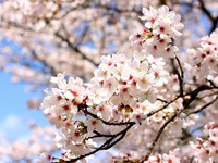 桜②.jpgのサムネイル画像