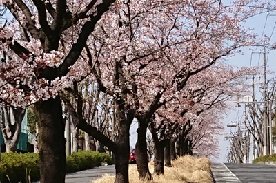 2018桜③.jpgのサムネイル画像