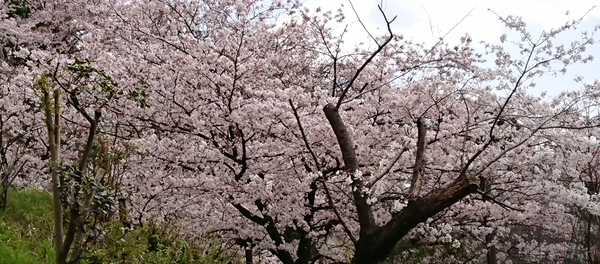 2018桜④.jpg