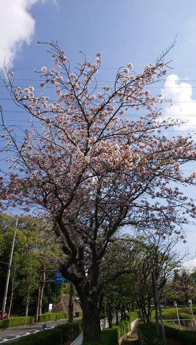 2021桜①.jpg