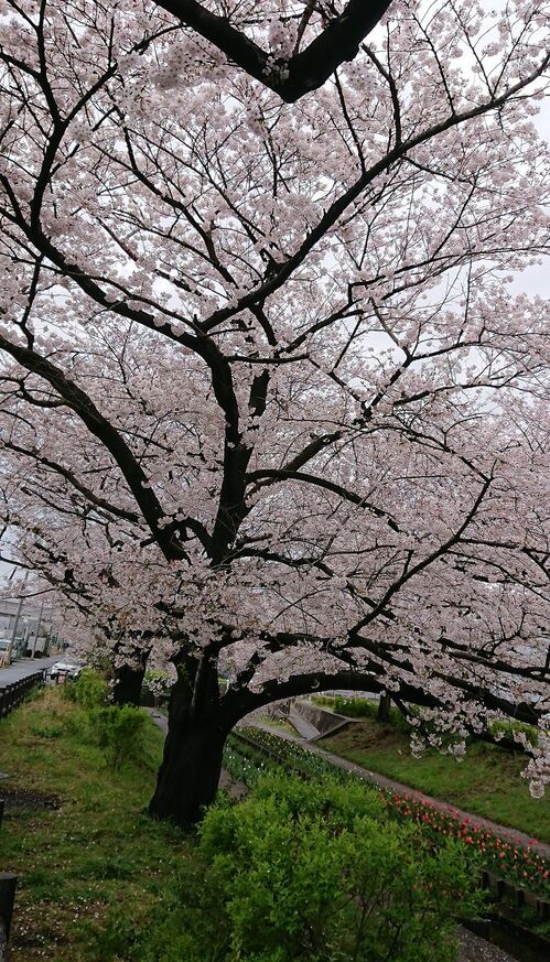 2021桜③.jpg