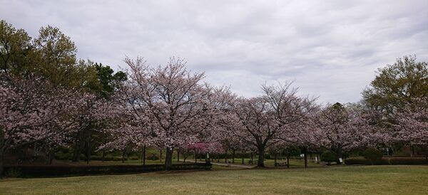 2022桜②.jpg