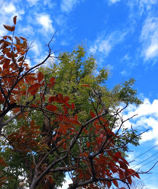 禅寺丸の木と今日の空.jpg